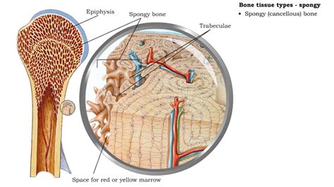 Bone tissue types - compact and spongy - YouTube