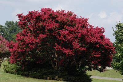 Common Flowering Trees For Zone 9 - Choosing Trees That Flower In Zone 9