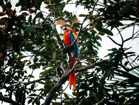 Amazon, Peru: The Ultimate Rainforest Guide · Salt in our Hair