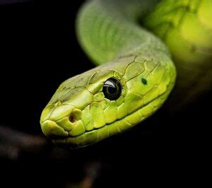 Does New Zealand have Snakes? Explained and Why - Loving Outdoor Life