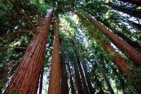 Giant Redwood Trees Photograph by Tony Craddock/science Photo Library - Pixels