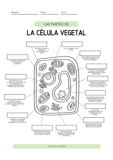 Las partes de la célula animal y vegetal | Cells worksheet, Science classroom, Recycling facts