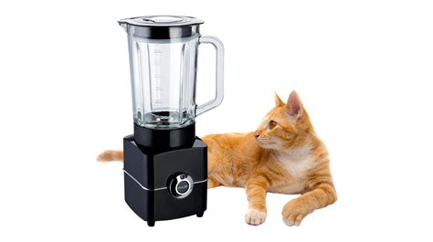 Cat In A Blender Archives - AttractTour