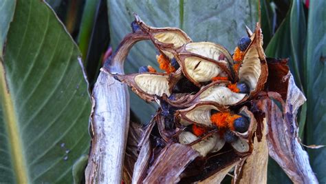 NixPixMix: BIRD OF PARADISE SEEDS