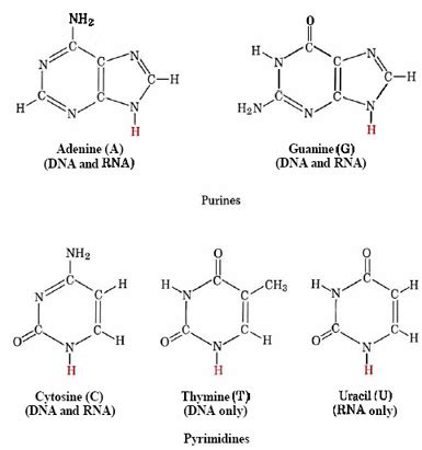 Nucleic Acid Structure - Biochemistry - Medbullets Step 1