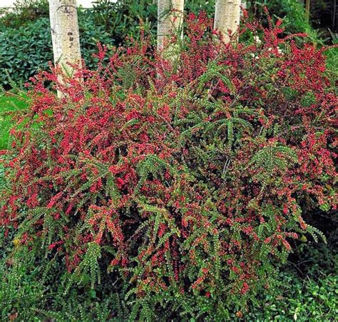 Cotoneaster Bonsai Trees (Cotoneaster 'Lucidus') | Bonsai Tree Gardener