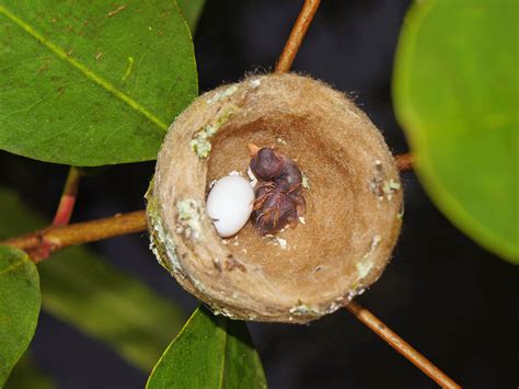 How Big Are Hummingbird Eggs? Everything You Need To Know