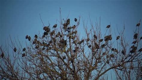 Flock Birds Swarming Blue Sky Clouds Large Group Small Birds — Stock ...