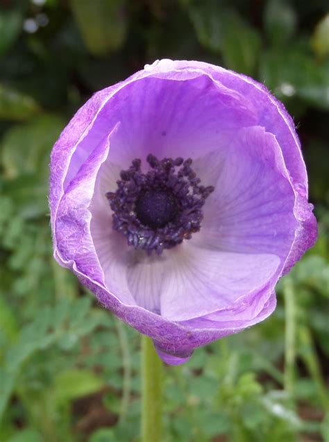 Pin by Натали Natali on Purple ⚫ Фиолет * пурпур* сиреневый* | Anemone, Flowers, Pink flowers