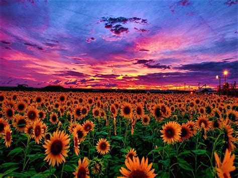 Sunflower Fields at Sunset with red and purple skies photograph ...