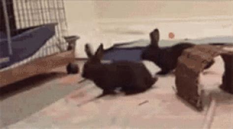 Bunny Binkie GIF - Bunny Binkie Loop - Discover & Share GIFs