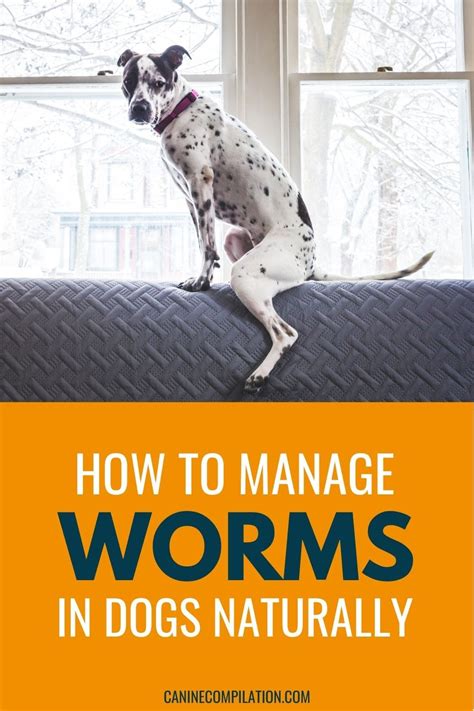 How To Manage Worms In Dogs Naturally - Canine Compilation