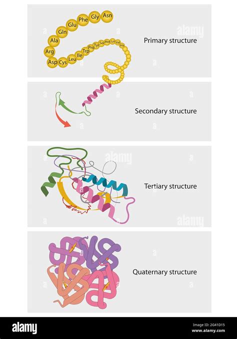 Collagen protein structure hi-res stock photography and images - Alamy