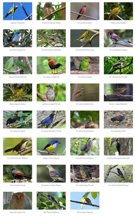 Endemic Birds in Sri Lanka - See the all birds in detail