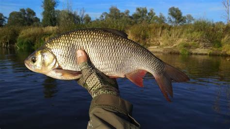 Ide Fish in the Hands of the Angler. Stock Image - Image of clous, hand: 256206381