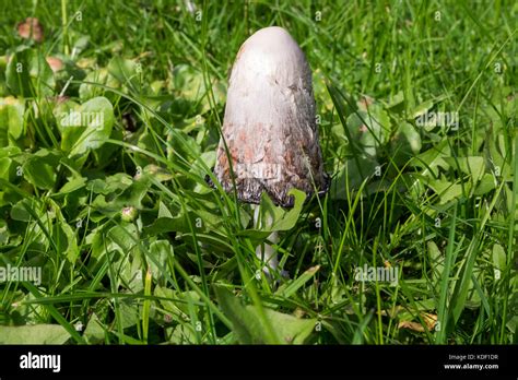 Coprinopsis Atramentaria Stock Photo - Alamy