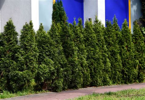 Tall Arborvitae Hedge