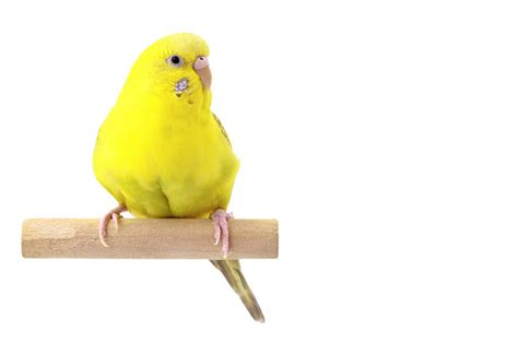 Show Budgies | Budgies | Guide | Omlet UK