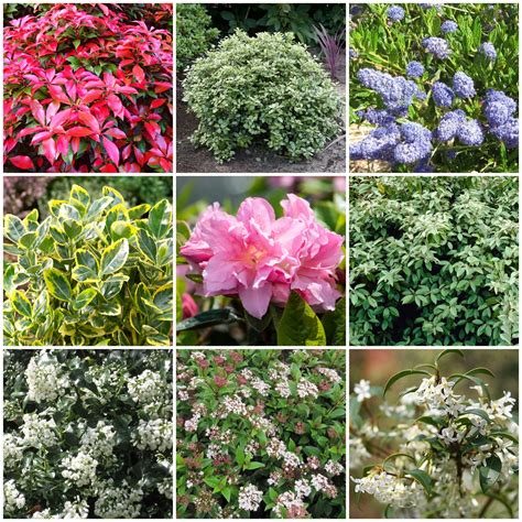 Best Small Evergreen Shrubs | ubicaciondepersonas.cdmx.gob.mx