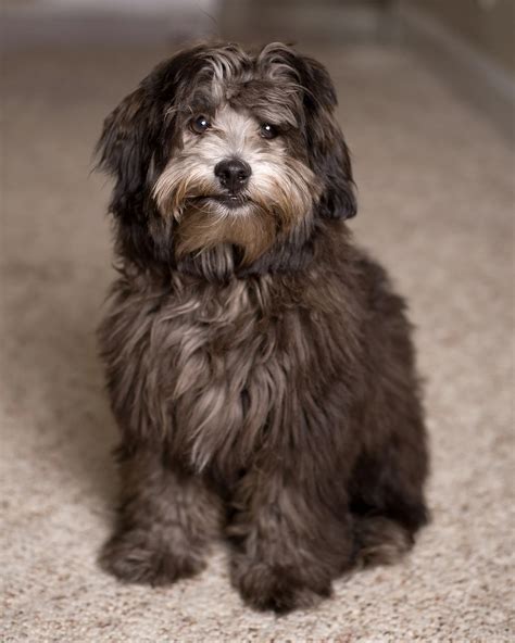 Lhasapoo Mixed Dog Breed Pictures, Characteristics, & Facts