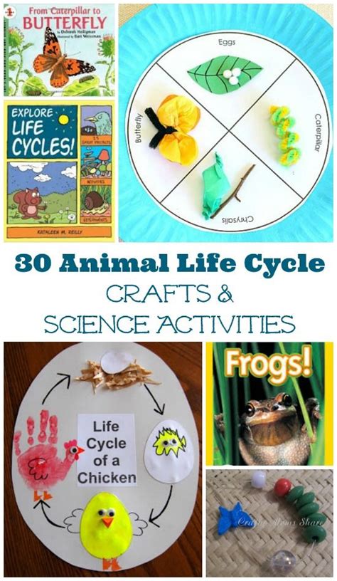 30 Life Cycle Activities for Animals & Insects | Science projects for kids, Science activities ...