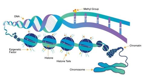 Epigenetics Dna Replication, Dna Sequence, Organelles, Iv Therapy ...