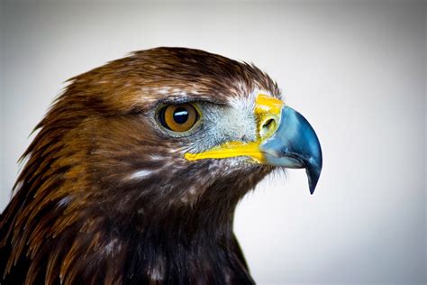 Free photo Golden Eagle Scotland Feathers Eagle Bird Of Prey - Max Pixel