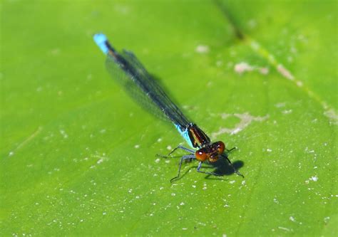 Blue Dragonfly Free Stock Photo - Public Domain Pictures