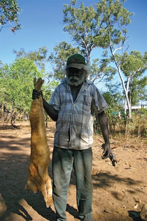 Australia has been invaded by giant feral cats | Grist