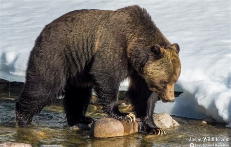 Grizzly Bear - Jasper Wildlife Tours