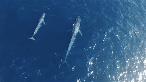 Stunning Drone Footage Of Blue Whale With Her Calf | IFLScience