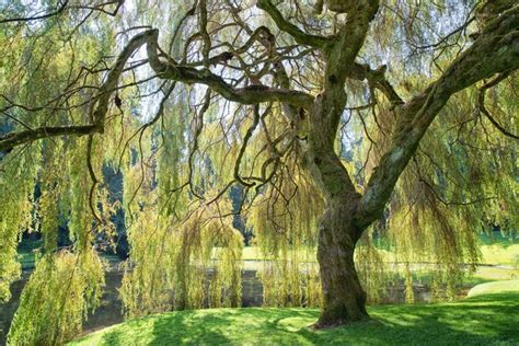 How to Grow Weeping Willows From Cuttings | Hunker