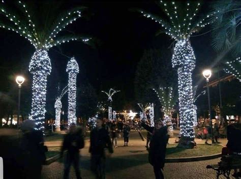 This is why you shouldn't put Christmas lights on palm trees