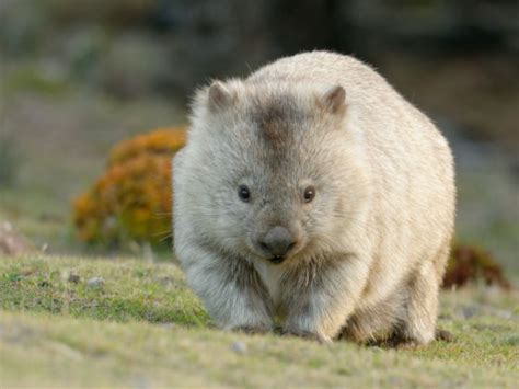 Los wombats están salvando animales en Australia - Matador Español