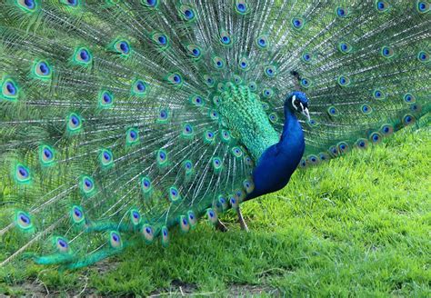 Pavo Real Colores Aves - Foto gratis en Pixabay - Pixabay