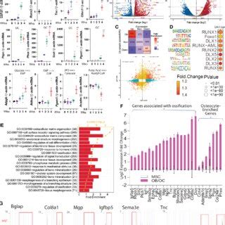 Molecular markers associated with osteoblast/osteocyte differentiation.... | Download Scientific ...