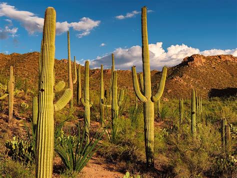 Can You Drink Water from a Cactus? | Britannica