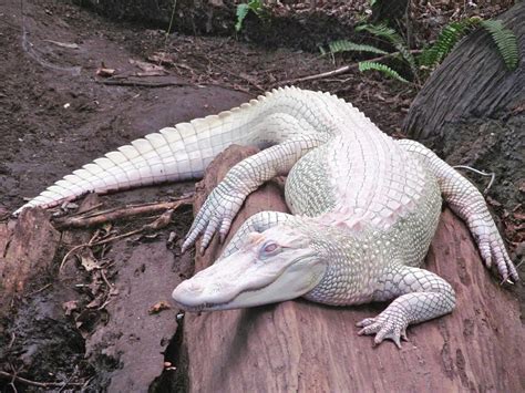 Cocodrilo albino: características, particularidades y comportamiento