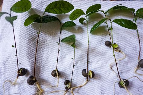 Camellia Sinensis Seeds: How to Grow Tea from Seeds - Organize With Sandy