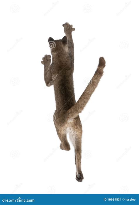 Puma Cub In Front Of A White Background Stock Image - Image of carnivore, animal: 10939531