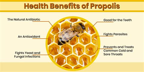 Top 5 Benefits of Brazilian Green Propolis | Dynamic Nutrition