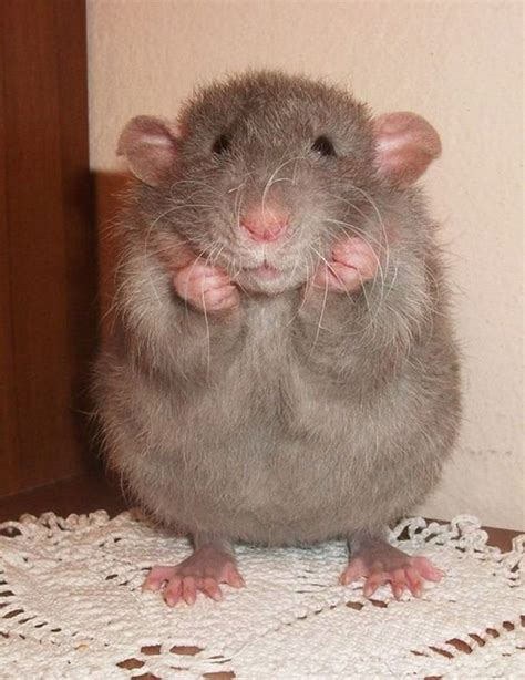 cute rat pictures (15) | Cute rats, Cute animals, Pet rats