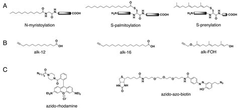 Visualization and Identification of Fatty Acylated Proteins Using Chemical Reporters. - Abstract ...