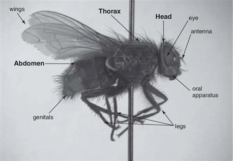 1 Adult of Calliphora vicina (Diptera, Calliphoridae). This species is ...