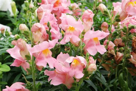 Antirrhinum majus