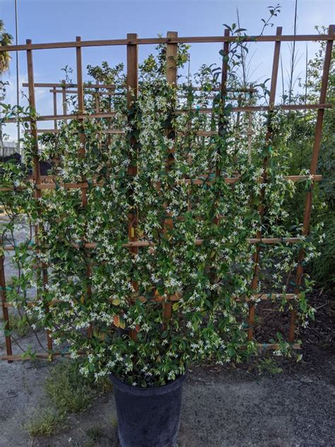 Star Jasmine Trellis for Sale in Paramount, CA - OfferUp