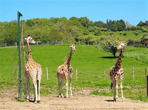 Port Lympne Wildlife Park Review - The Frenchie Mummy