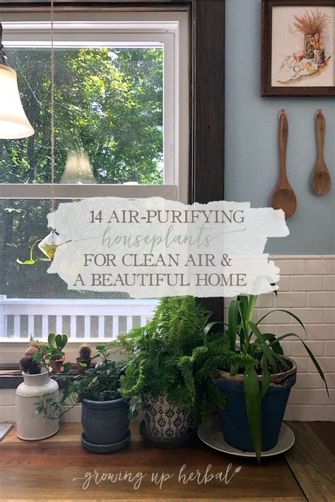 14 Air-Purifying Houseplants For Clean Air & A Beautiful Home