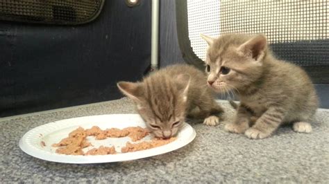 Kittens eating food for the first time - YouTube