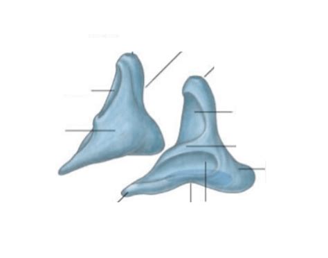 arytenoid cartilage Quiz